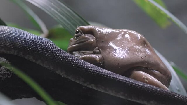 Python Crawling Beside Slimy And Wet Body Of White Tree Frog Sitting On Tree Branch. - close up, slow motion