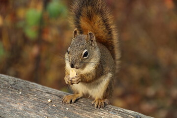 Squirrel Eating The Nut, Whitemud Park, Edmonton, Alberta