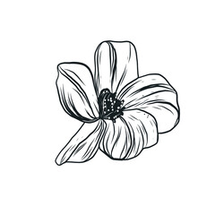 Graphic linear drawing of flower. Bud. Sketch of a tattoo. Floral element. 
