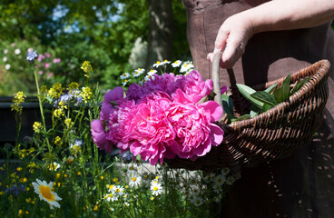 Hand of senior woman carrying basket with pink blooming roses