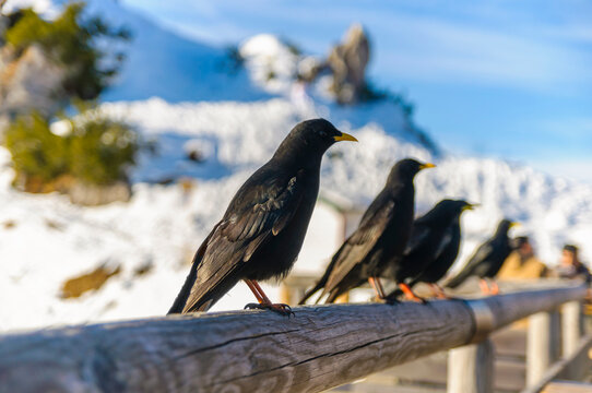 Close-up of ravens perching on wooden railing during sunny day