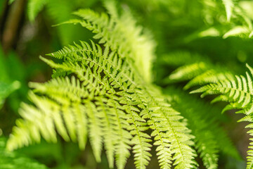 beautiful spring fern