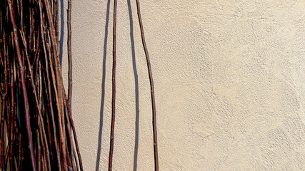葦の枝と珪藻土　シンプルでオシャレな背景素材