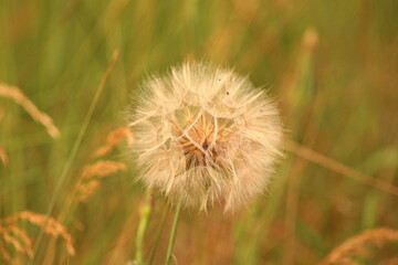 Taraxacum officinale as a dandelion or common dandelion commonly known as dandelion.	