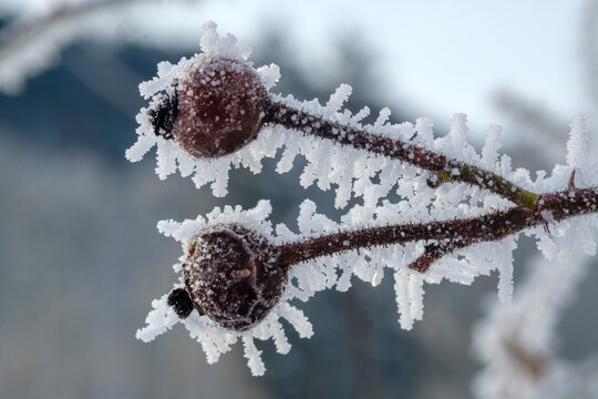 Rosehip, fruits in winter, frost-covered