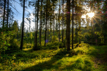 Germany, Bavaria, Lower Bavaria, Frauenau, Bavarian Forest against the sun