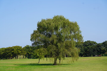 willow