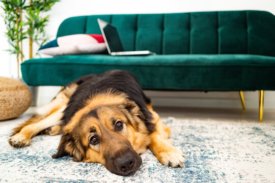German shepherd lying on carpet in living room