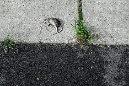 Dead rat lying on sidewalk
