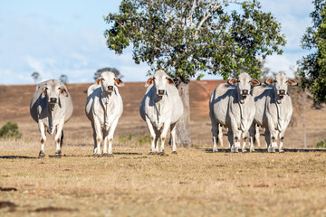 Five brahman cows facing the camera in the dry Australian landscape - obrazy, fototapety, plakaty