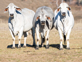 Three Brahman cows standing facing the camera with the background of a dry Australian landscape. - obrazy, fototapety, plakaty