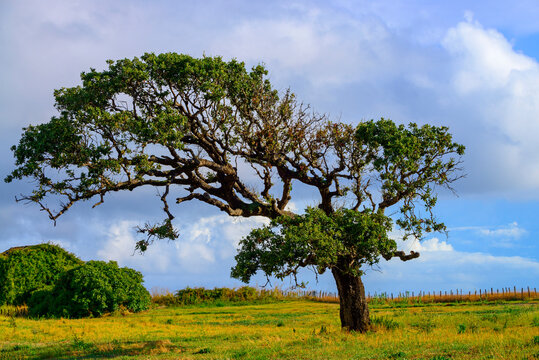 France, Corsica, San Pellegrino, pine tree