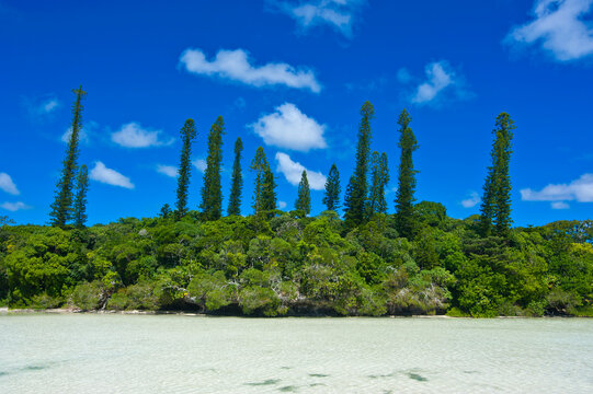 Scenic view of trees growing by sea against blue sky during sunny day, Melanesia, New Caledonia