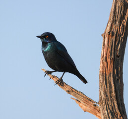 Glossy starling isolated on the dead branch of a tree