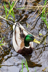 Male duck floating on the surface of a pond seen from above.