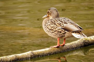 Female duck standing on a trunk branch on the water surface.
