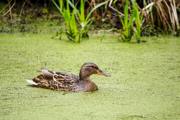 Female duck floating on the green surface of the pond.