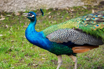Obraz premium Walking male peacock outdoors on the lawn in detail on the body.