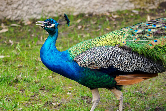Walking male peacock outdoors on the lawn in detail on the body.