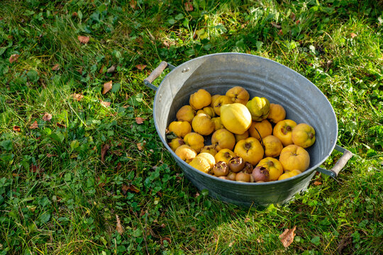 Zinc tub with harvested quinces and medlars on a meadow