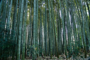Kyoto,Japan - October 8, 2021: Bamboo trees in a Japanese garden
