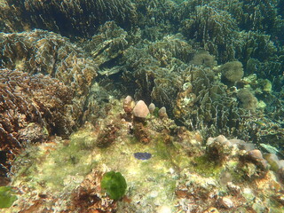タイ　タルタオ海洋国立公園の魚