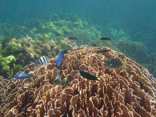Naklejka na ściany i meble タイ　タルタオ海洋国立公園の魚