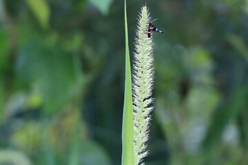 ladybird on a leaf