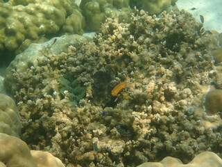 タイ　タルタオ海洋国立公園の魚