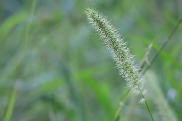 green wheat field