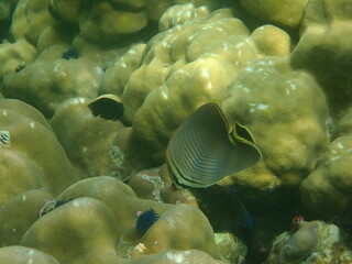 タイ　タルタオ海洋国立公園の魚