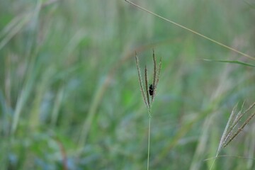 spider on the grass