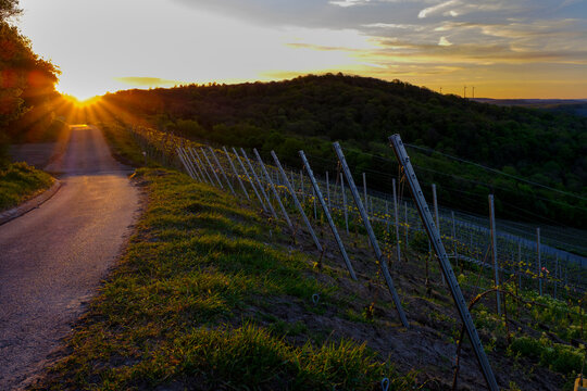 Empty road by fence on vineyard against sky during sunrise