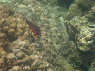 タイ　タルタオ海洋国立公園の魚