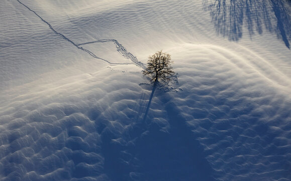 Oak tree in snow, aerial view