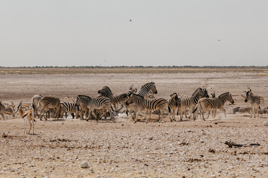 Namibia, Etosha National Park, Herd of zebras
