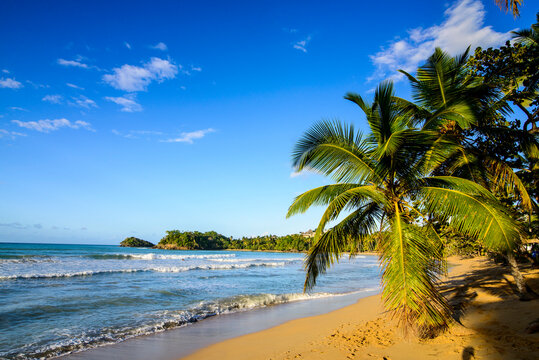 Scenic view of palm trees at beach against blue sky during sunny day