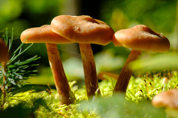 Germany, Close-up of sheathed woodtufts (Kuehneromyces mutabilis) growing in forest