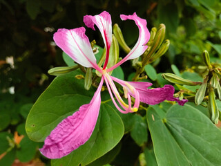 pink and white flower