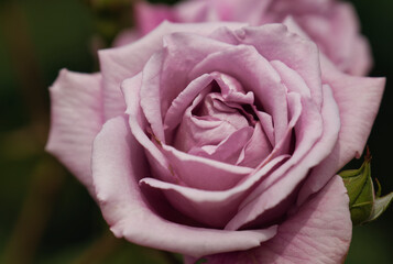 紫のバラ
