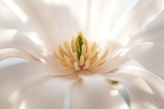 White blossom of star magnolia, detail