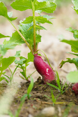 Radish longitudinal growing in a patch.