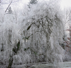 Weeping willow with heavy white frost © Arc