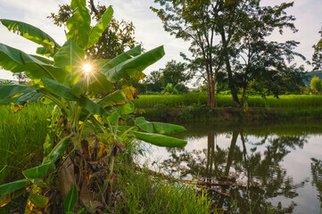 Banana tree at the side of fish pond with light of sunset