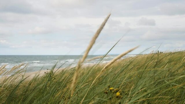 Baltic sea shore, grass detail. Neringa, Lithuania. Curonian spit. Kur&scaron;ių Nerija.