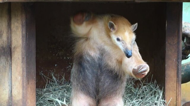 domesticated southern tamandua, anteater Tamandua tetradactyla, on its home
