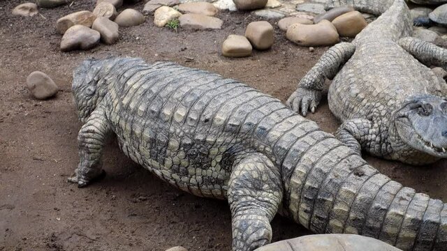 close view of brazilian pap yellow alligators, or Jacare do papo amarelo