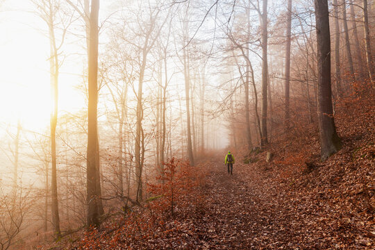 Germany, Rhineland-Palatinate, Lone hiker walking in Palatinate Forest at foggy winter sunrise