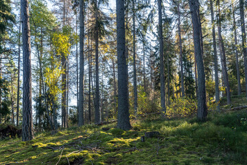 Fototapeta na wymiar Autumn forest on sunny bright day. Beautiful view of deciduous and coniferous evergreen trees aspen pine birch spruce with the rays of the sun. Moss and lichen cover the ground. Wild nature landscape.