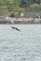 Fototapeta na wymiar osprey in the sea shore